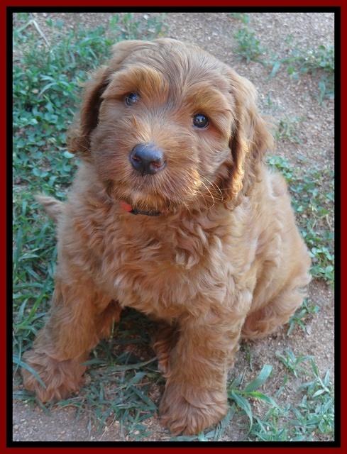 Joy dawson pups 7 wks old 211
