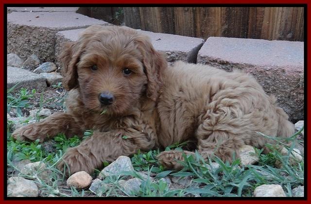 Joy dawson pups 7 wks old 221