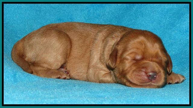 Jou Dawson pups 1 wk old 131