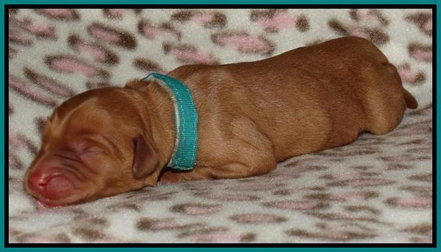 Joy Dawson Newborn 181