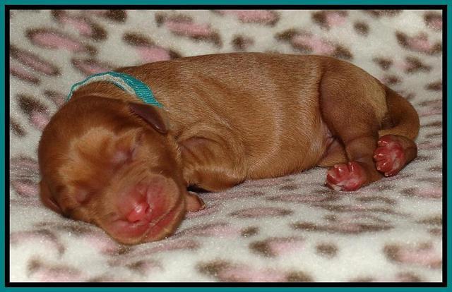 Joy Dawson Newborn 191