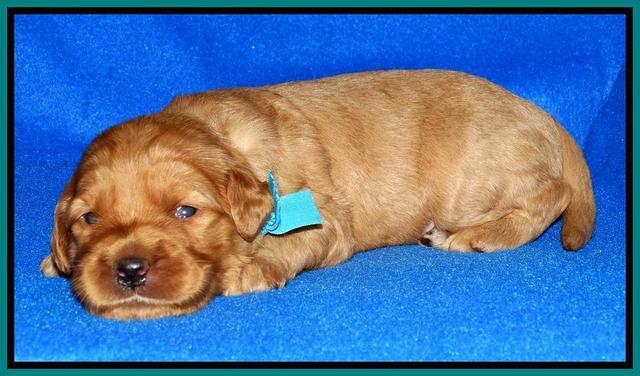 Joy Dawson pups 2 wks old 141000