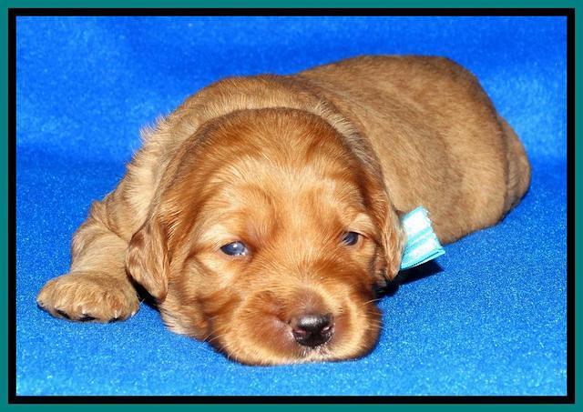 Joy Dawson pups 2 wks old 151000