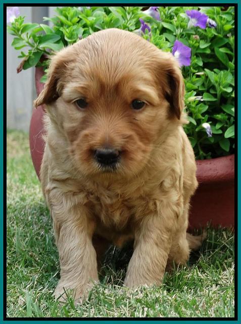 Joy Dawson pups 4 wks old 161