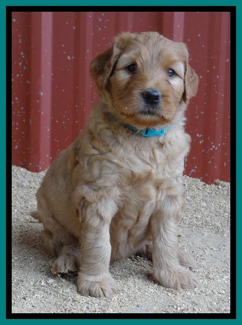 Joy Dawson pups 5 wks old 211