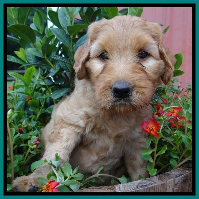 Joy Dawson pups 6 wks old 41