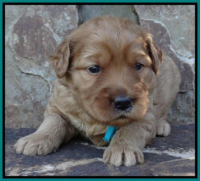 Joy Duke pups 3 weeks old 151