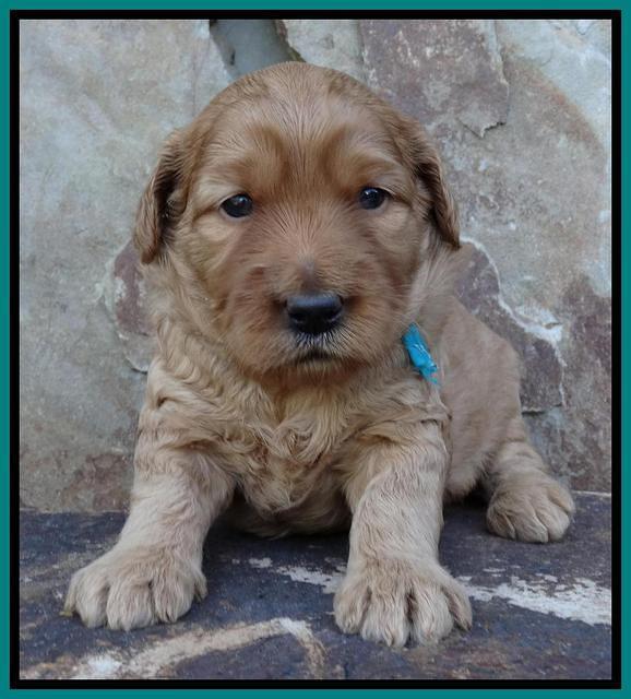 Joy Duke pups 3 weeks old 171