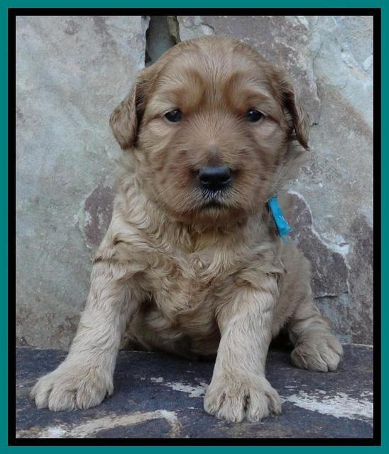 Joy Duke pups 3 weeks old 181