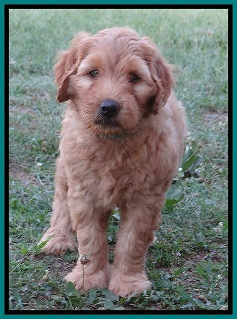 Joy dawson pups 7 wks old 231
