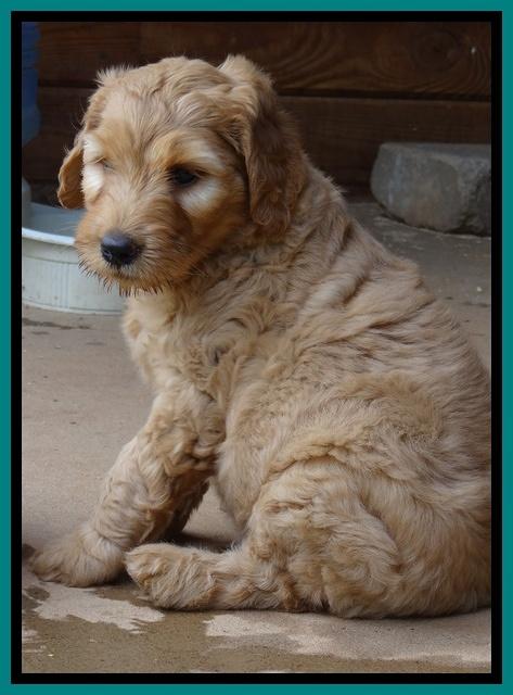 Joy dawson pups 7 wks old 241