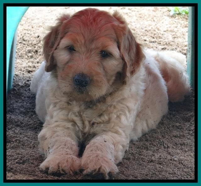 Joy dawson pups 7 wks old 271