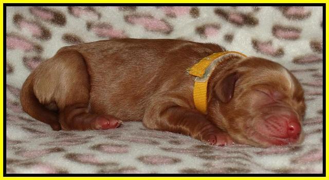 Joy Dawson Newborn 221