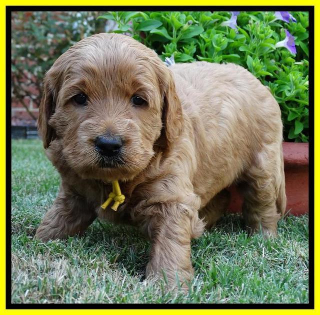 Joy Dawson pups 4 wks old 251