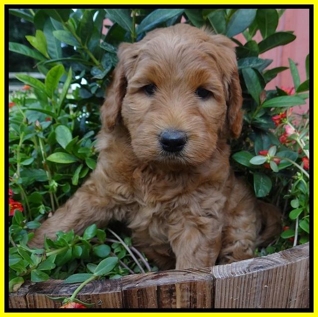 Joy Dawson pups 6 wks old 181