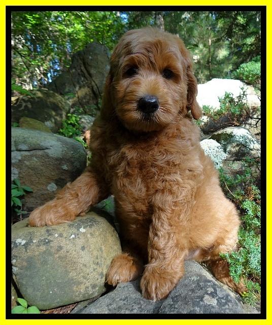 Joy Dawson pups 8 weeks old 101