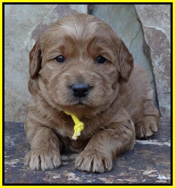 Joy Duke pups 3 weeks old 181