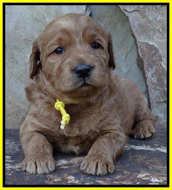 Joy Duke pups 3 weeks old 191