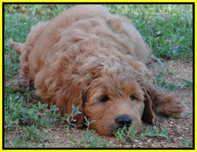 Joy dawson pups 7 wks old 291