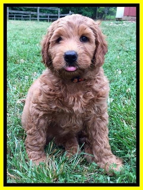 Joy dawson pups 7 wks old 301