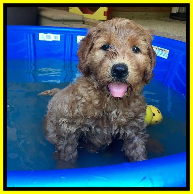 Joy dawson pups 7 wks old 331