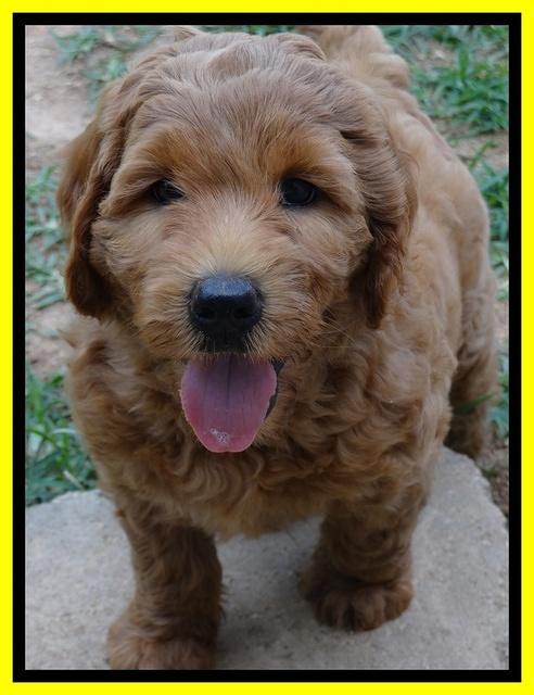 Joy dawson pups 7 wks old 351