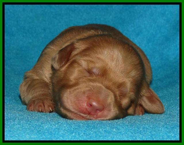 Jou Dawson pups 1 wk old 61