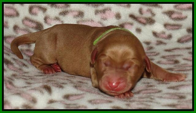 Joy Dawson Newborn 241