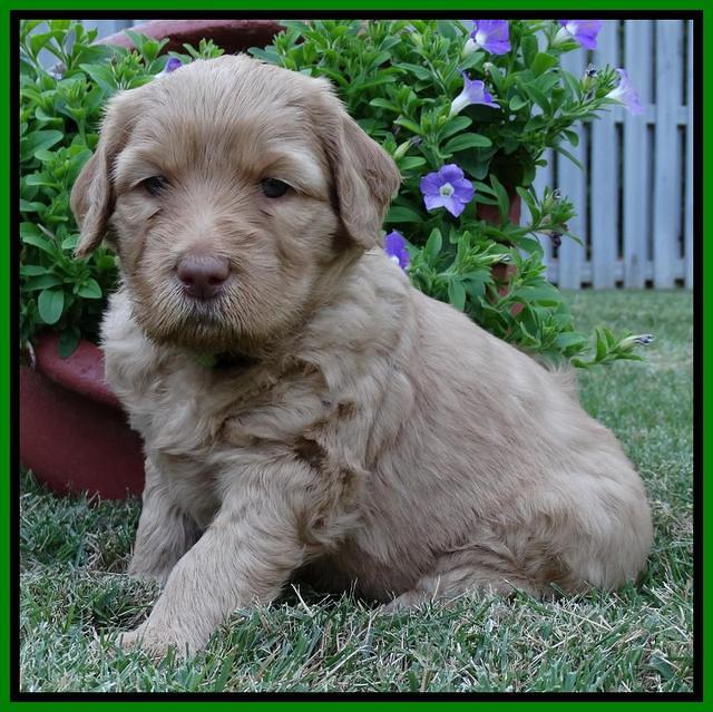 Joy Dawson pups 4 wks old 191