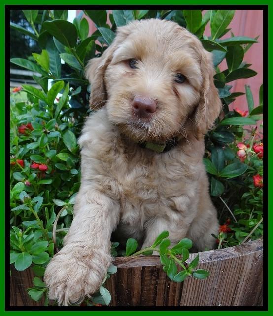 Joy Dawson pups 6 wks old 201