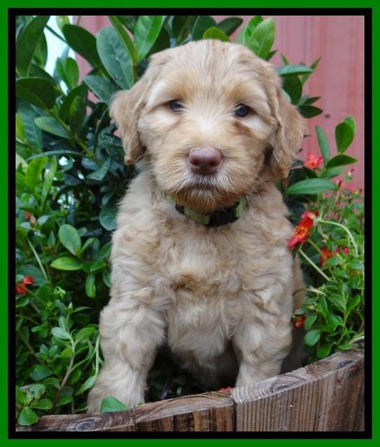 Joy Dawson pups 6 wks old 211