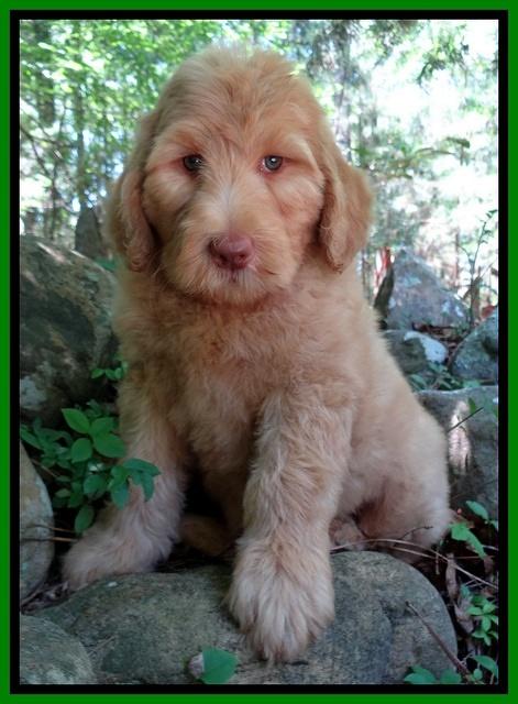 Joy Dawson pups 8 weeks old 110000