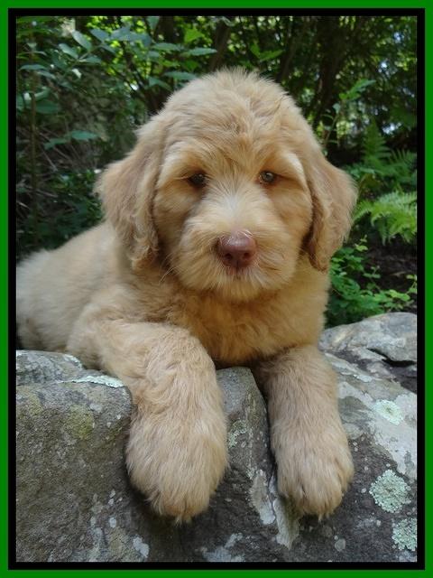 Joy Dawson pups 8 weeks old 210000