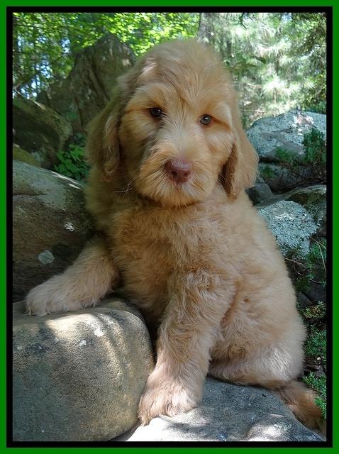 Joy Dawson pups 8 weeks old 310000