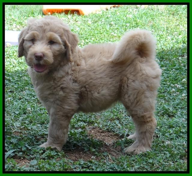 Joy dawson pups 7 wks old 371