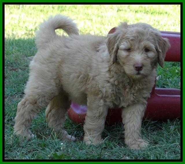 Joy dawson pups 7 wks old 381