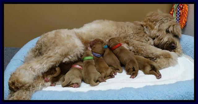 Joy Dawson Newborn pups 11