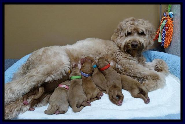 Joy Dawson Newborn pups 21