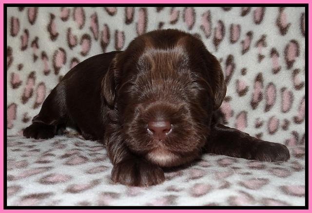 Darling Dreamweaver pups 2 wks old 31