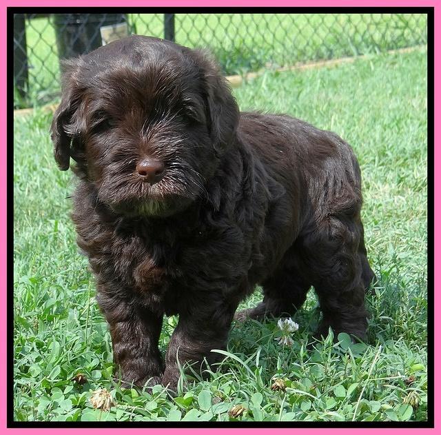 Darling Dreamweaver pups 5 wks old 31