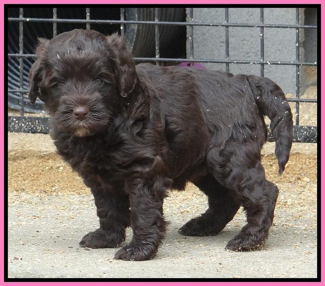 Darling Dreamweaver pups 5 wks old 41
