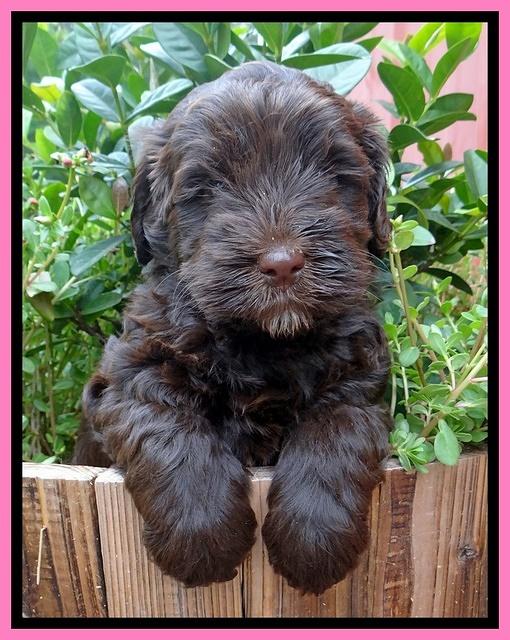 Darling Dreamweaver pups 6 wks old 21