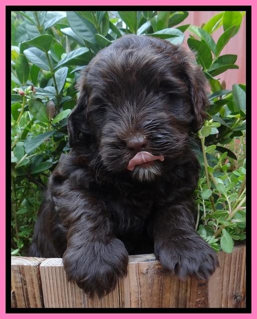 Darling Dreamweaver pups 6 wks old 31