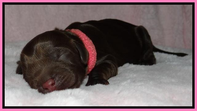 Darling Dreamweaver pups newborn 23