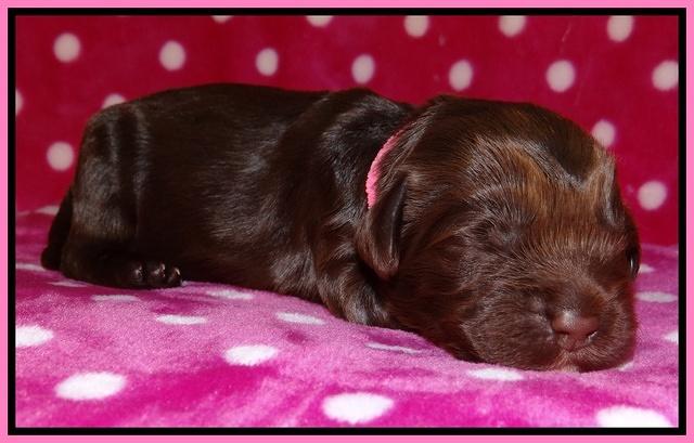 Darling Duke pups 1 wk old 41