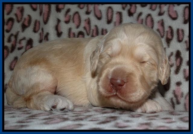 Darling Dreamweaver pups 2 wks old 41