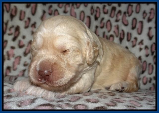 Darling Dreamweaver pups 2 wks old 51