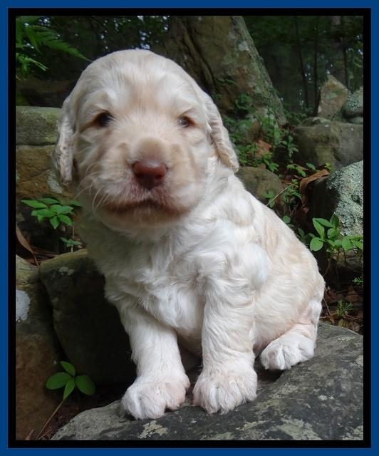 Darling Dreamweaver pups 3 wks old 51