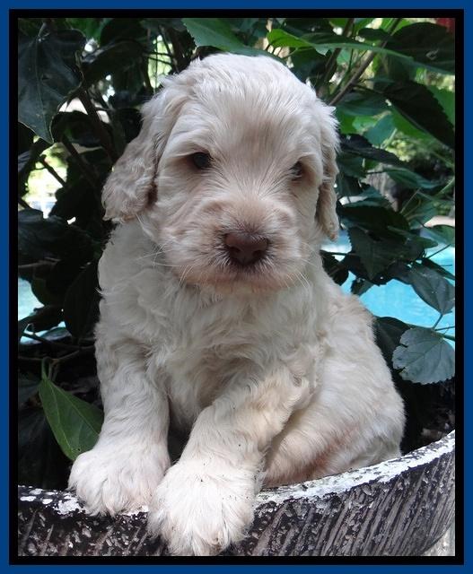 Darling Dreamweaver pups 4 wks old 61