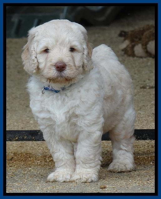 Darling Dreamweaver pups 5 wks old 61